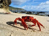 Crab walking on beach