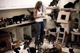 Crazy Cat Lady