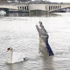Fake Crocodile on the Thames River
