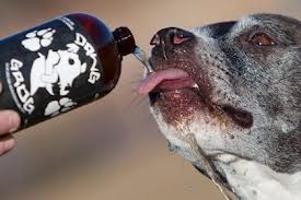 Dawg Grog beer