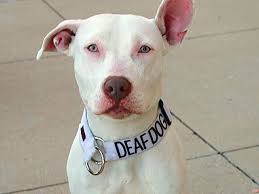 Deaf Dog.