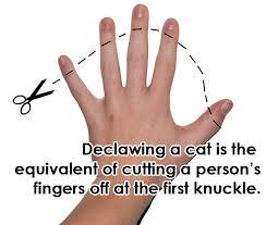 What declawing would look like on human