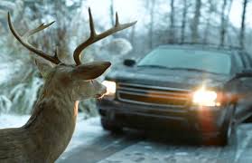 Deer Looking at Car