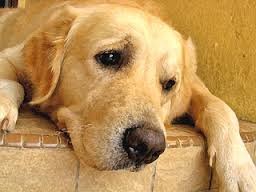 Depressed Dog