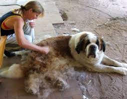 Deshedding a dog