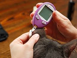 Diabetic Dog