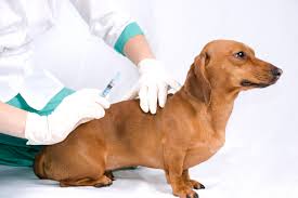 Dog Receiving Insulin Shot