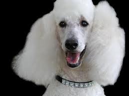 Poodle wearing diamond collar
