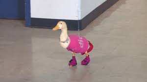 Diva Duck in Shirt and Shoes