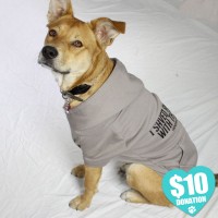 Dog Wearing T-Shirt