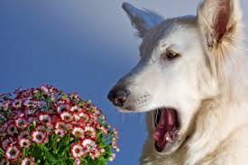 Dog Sneezing at Flowers