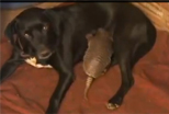 Dog nursing Armadillo