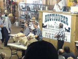 Dog Auction