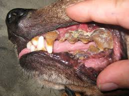 Dog with Bad Teeth