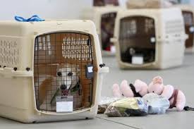 Dog in Crate on Tarmac