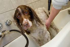 Dog in Bath