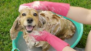 Bathing Dog Outside