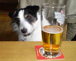 Dog with glass of Beer