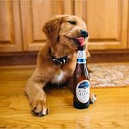 Dog Drinking Beer