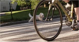 Dog running alongside bike