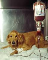 Dog Donating Blood