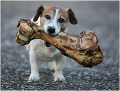 Dog with Bone