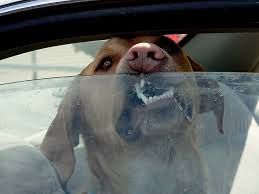 Dog in Car