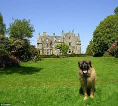 Dog in Front of Castle