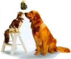 Cat and Dog Under tMistletoe