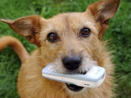 Dog chewing on cellphone