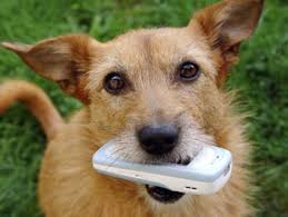 Dog Chewing on Smartphone