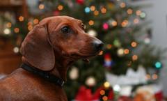 Dog in front of Christmas tree