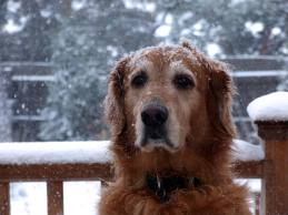 Dog in snow