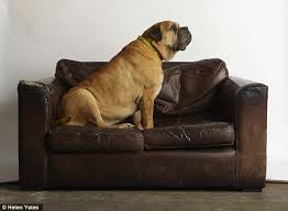 Dog on Leather Couch