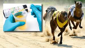 Drug Testing on Greyhound