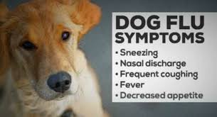 Dog Flu Symptoms