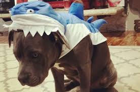 Dog Doesn't Look Happy In Costume