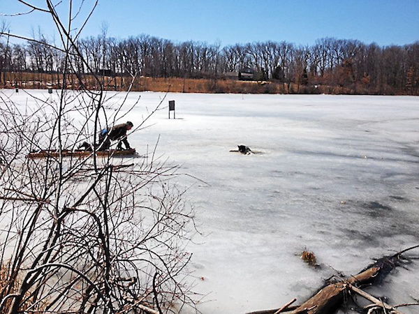 Dog in Ice