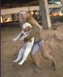 Monkey carrying dog