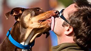 Dog Kissing Man  