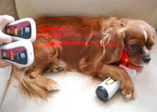 Dog Undergoing Laser Therapy