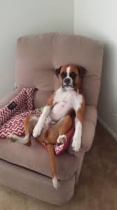 Dog in Chair