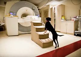 Dog Stepping Into an MRI