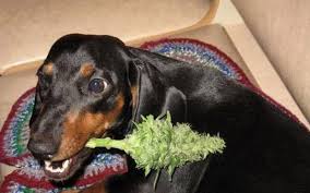 Dog Chewing on Marijuana Plant