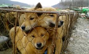 Dog Meat Farm