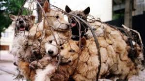 Dog Meat Trade Dogs