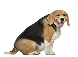 Obese Beagle