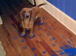 Paint on Dog