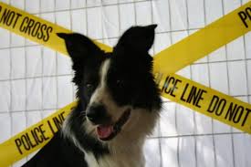 Dog in Front of PoliceTape