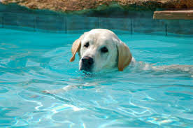 Dog in Pool